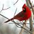 Joan Cannizzaro's profile image