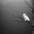 Adelmo Quintana's profile image
