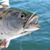 Rene Letourneau's profile image