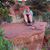 Sue Bertolini-Fox's profile image