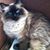 Debbie Fletchinger's profile image