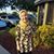 Huda Abusuwa's profile image