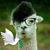 Beryl Fishbone's profile image