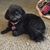 Jennifer Leese's profile image