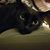 Ann Passarelli's profile image