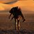 Carol Kavanagh's profile image