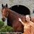 Donna Houchins's profile image