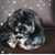 Gail Gruber Squicciarino's profile image