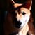 Aadil Ameerally's profile image