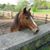 Deb Grothmann's profile image