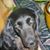 Lisa Givonetti's profile image