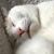 Terri Dean Williams's profile image