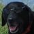 G Susan Burek's profile image