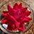 Pamela Krause's profile image
