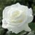 Bella Snowflake Gonzo's profile image