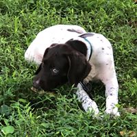Diane Harris's profile image