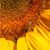 Debbie Ellis's profile image