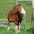 Kristina Asperheim's profile image