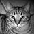 Lara McElwee Wilson's profile image