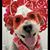 Susan Strong-Fox's profile image