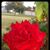 Lisa Jane Perry Freeman's profile image