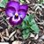 Janelle Swails's profile image