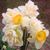 Glenda Cornett's profile image