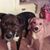 Cindy Airsman's profile image