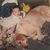 Carmen-Jeanette Stepek's profile image