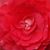 Dolly Perry's profile image