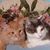 Peggy Harris's profile image