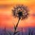 Claudia Nowell's profile image