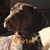 Angie Barreto's profile image