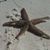 Jodie Whitton's profile image