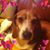 Simona Vilaskova's profile image
