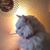 Tim Bodine's profile image