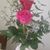 Daisy Infante's profile image