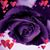 Terri Hazlett Isaak's profile image