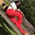 Neicy Rodgers's profile image