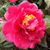 Sherry Tierney's profile image