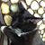 Bap Cai's profile image