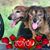 Roxanne Teague's profile image