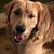 Diane Harman's profile image