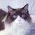 Karen Sancho's profile image