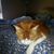 Lora Andrews's profile image