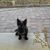 Sally Meek's profile image
