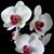 Nann L Easton's profile image