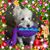 Katrina Perciful's profile image