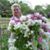 Alice Bennefield Van Doran's profile image
