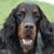 Joanne Altman's profile image